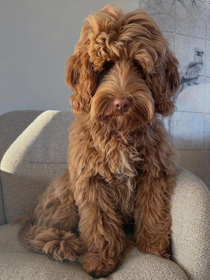 Remi