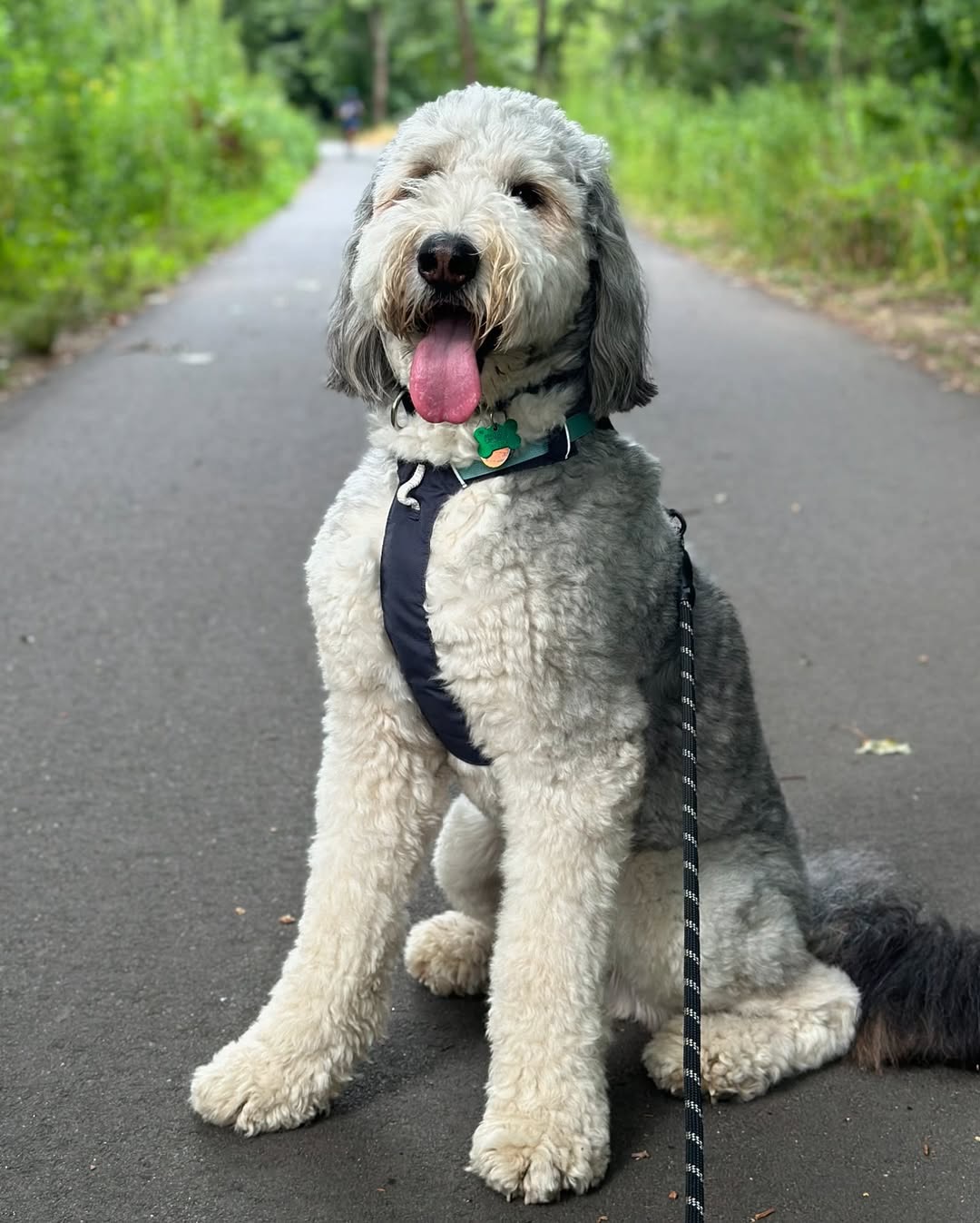 Teddy photo 3