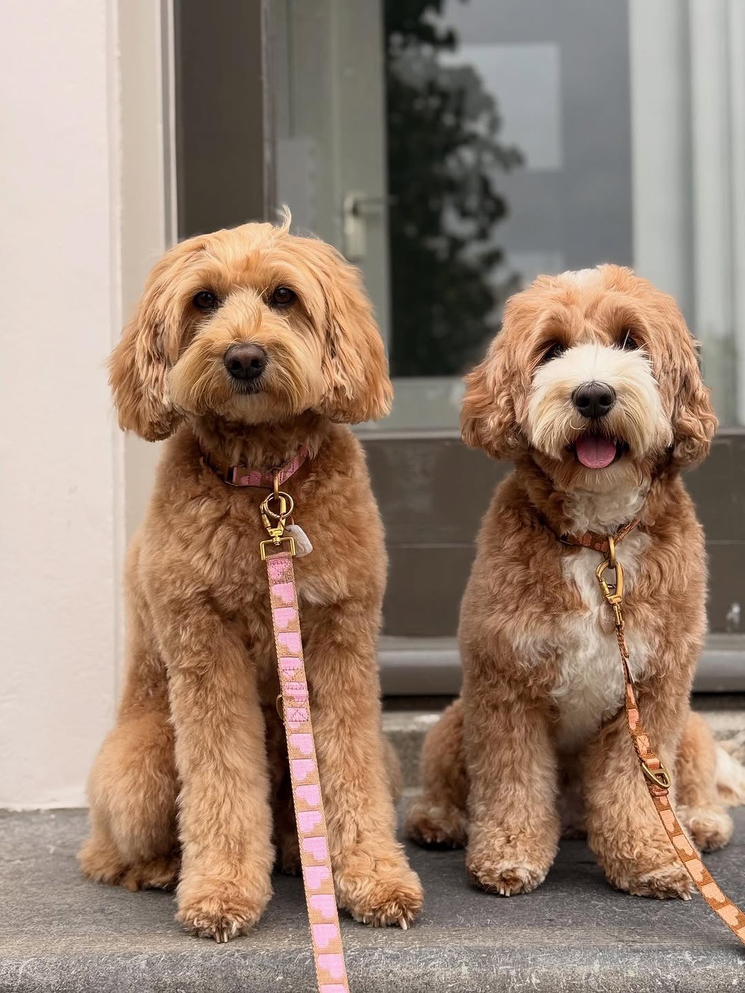 Happy doodle dog near building