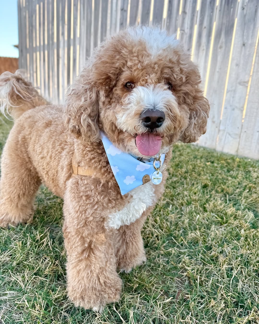 Playful doodle dog outdoors by fence